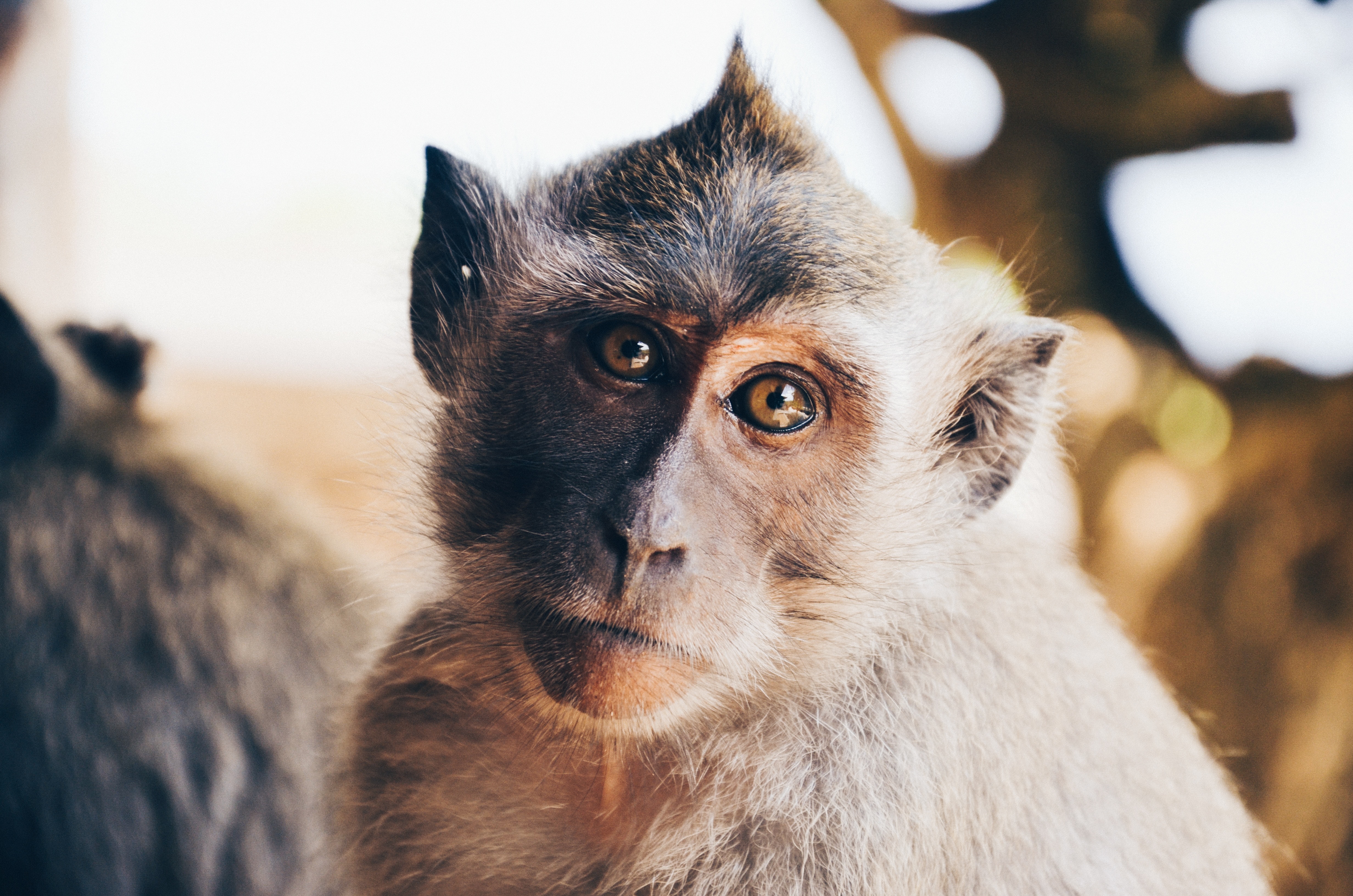 Monkey in Uluwatu