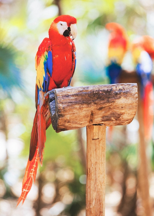 Transfer money to Mexico