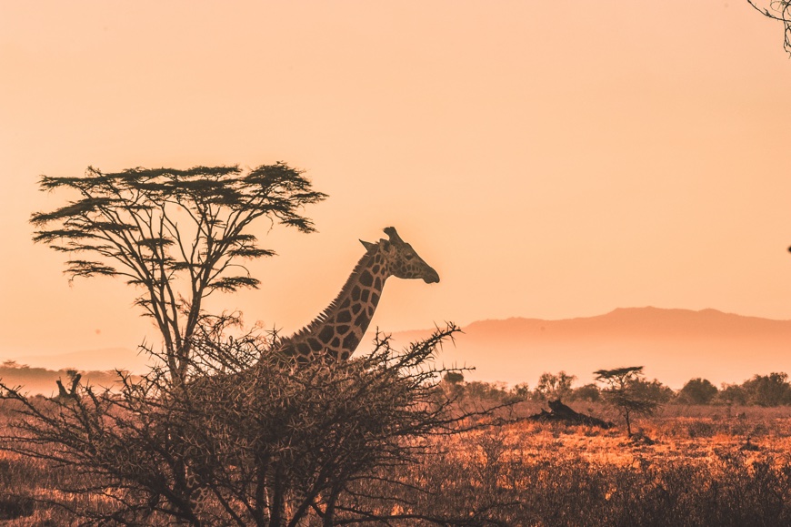 send money to kenya