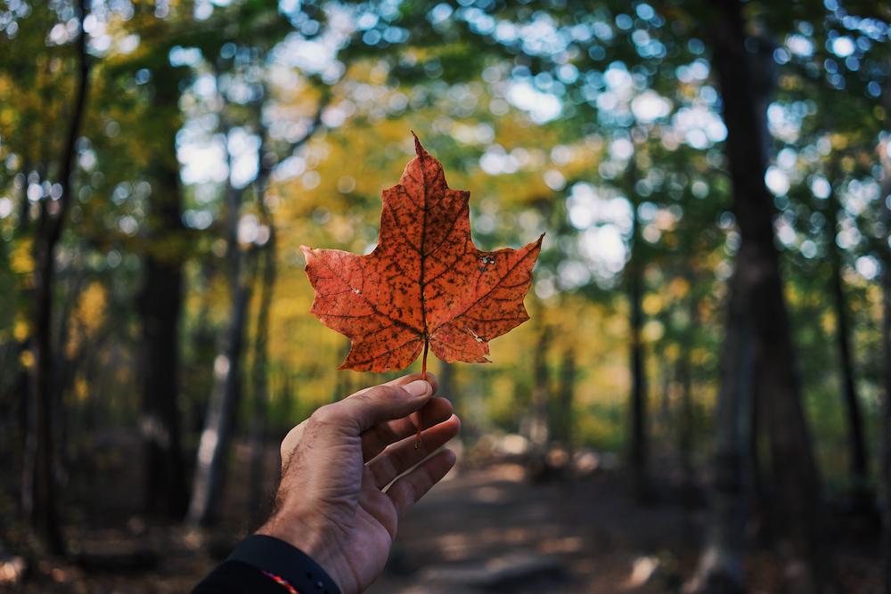 Person holding up maple leaf
